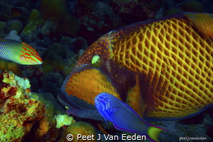 The Coral Cruncher and Guests
Mutual Interest- Food by Peet J Van Eeden 